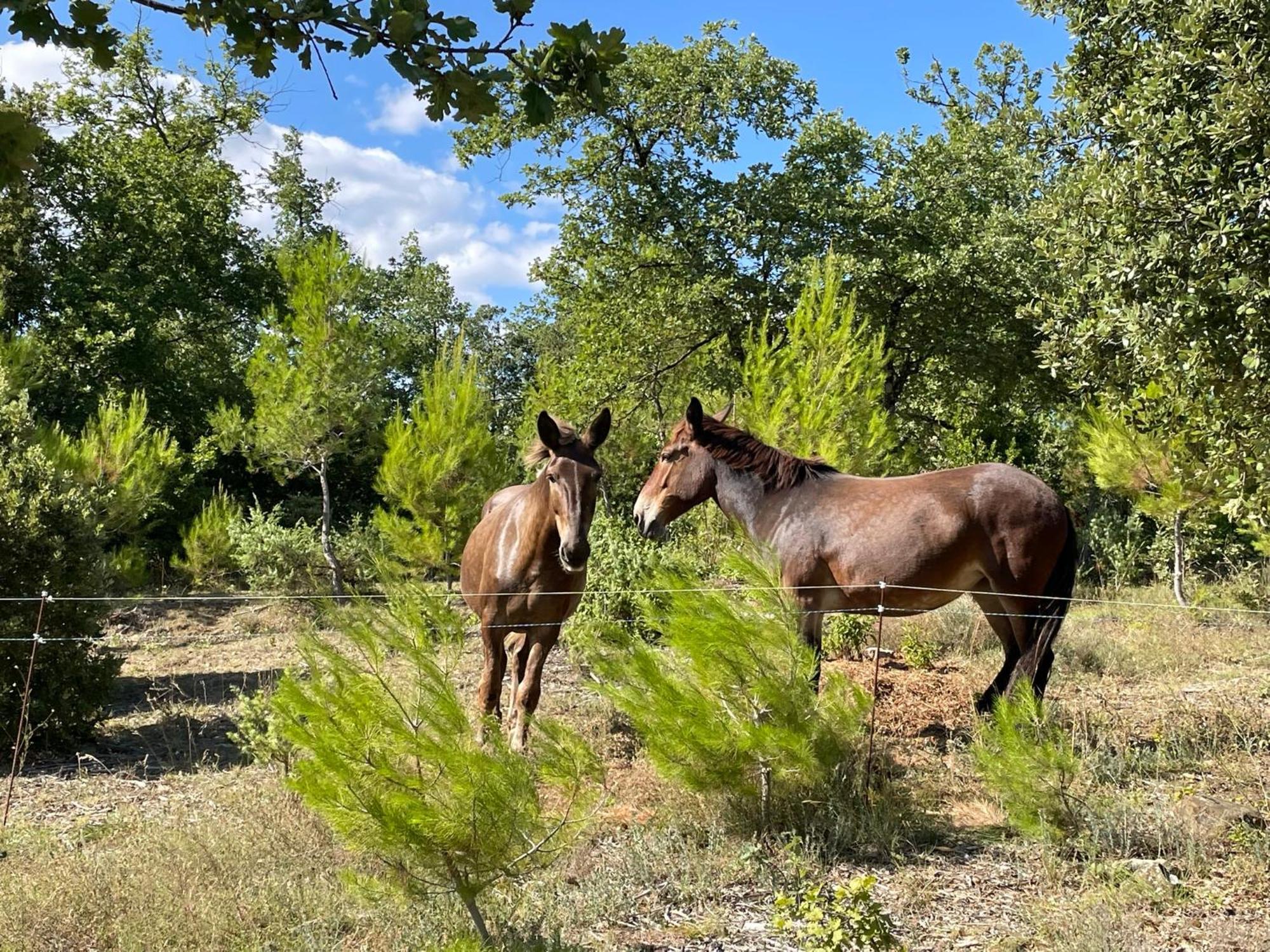 Les Yourtes De Provence Bed & Breakfast Saint-Paulet-de-Caisson Екстериор снимка